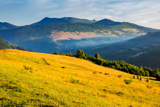 carpathian countryside scenery on a sunny summer morning. grassy rural field on the hill. mountain range in the distance
