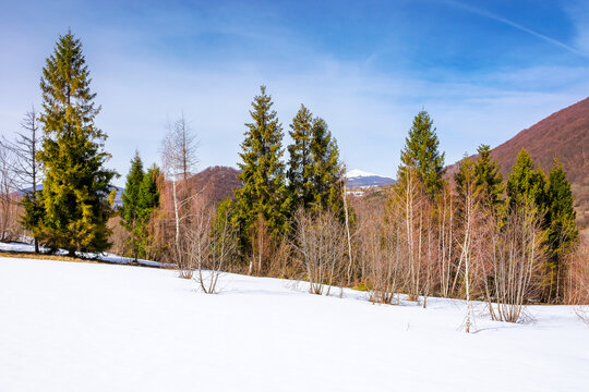 forest with spruce and birch trees on a snow covered hill. wonderful nature scenery of carpathian mountains in spring on a sunny day