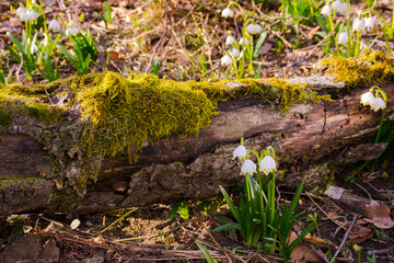 spring snowflake flowers in the forest. beautiful nature background in the primeval beech woods on a sunny day. log covered with moss on the ground