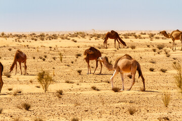 Camels, Dromedaries (Camelus dromedarius )  in the sandy desert. 