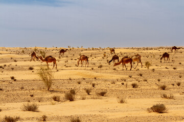 Fototapeta na wymiar Camels, Dromedaries (Camelus dromedarius ) in the sandy desert. 
