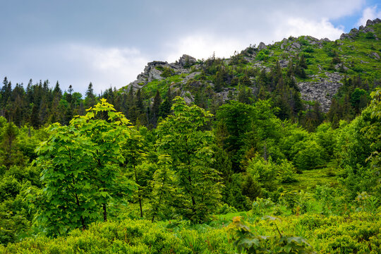 forest on the rocky hillsides of pikui mountain in summer. popular travel destination of ukraine