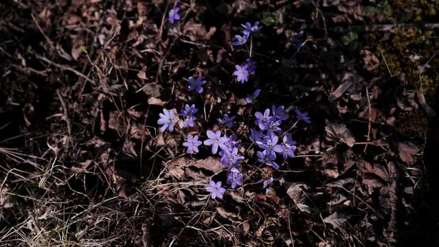 Beautiful Hepatica nobilis wild flowers blossom natural background