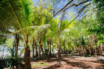 Tropical bay, paradise destination on the Cook Islands. Rarotonga coast with palm trees during a sunny day. 