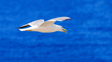 Fototapeta na wymiar Herring Gull (Larus Argentatus) in flight over the blue Atlantic, Tenerife, Spain