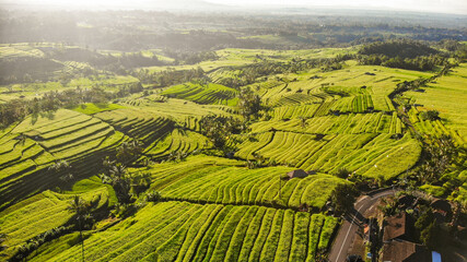 Aerial view of rice terraces with harvest