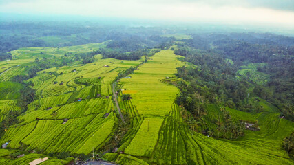 Obraz premium Aerial view of rice terraces with harvest
