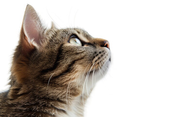 Pensive Purr Cat Looking Up on Transparent Background, PNG, Generative Ai