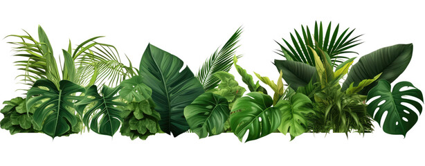 Plant leaves Green nature Tropical forest isolated on white and transparent background PNG