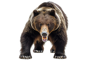 Fierce Bear Chronicles on Transparent Background, PNG, Generative Ai