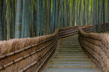 A Bamboo Grove at Adashino Nenbutsuji Temple in Kyoto, Japan