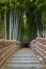 A Bamboo Grove at Adashino Nenbutsuji Temple in Kyoto, Japan