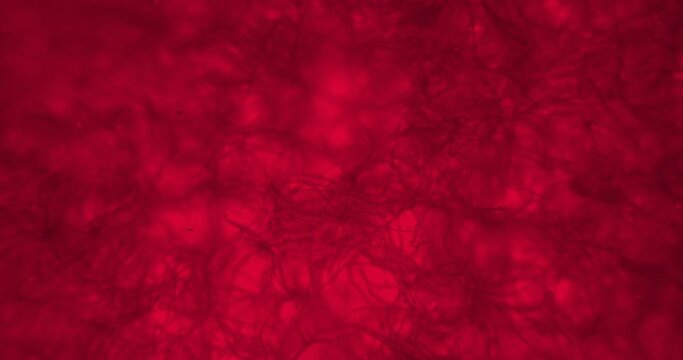 Red web under a microscope. Moving spider web. Vibrating thriller web under a scope. Abstract background under microscope. A lot of stranger things strings under extreme close-up. Creepy microworld.