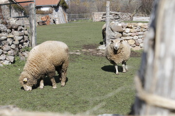 De ovejas, cigüeñas y vacas