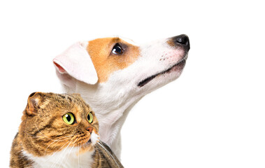 Portrait of a Jack Russell Terrier dog and a cat Scottish Fold, side view, isolated on a white background