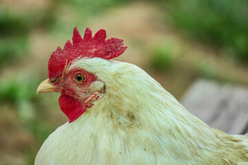 a bird of the order Galliformes that is kept for its eggs and flesh; a rooster or hen.