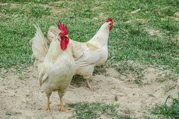 a bird of the order Galliformes that is kept for its eggs and flesh; a rooster or hen.