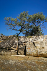 Casuarina trees growing on top of large rock formation at the beach. Clear blue sky. Point Lookout, Stradbroke Island, 