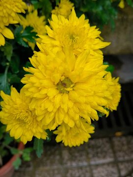 A picture of yellow flowers 