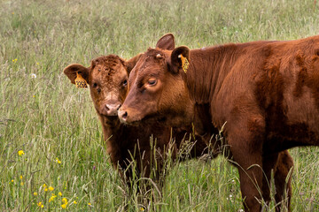 Deux petits veaux de race salers avec leur belle robe brune au milieu d'un pré en montagne au bord...