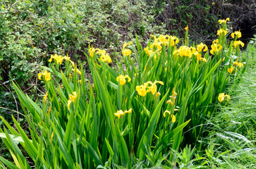 Flowers of the yellow iris (Iris pseudacorus) in a waterlogged area