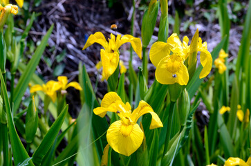 Flowers of the yellow iris (Iris pseudacorus) in a waterlogged a
