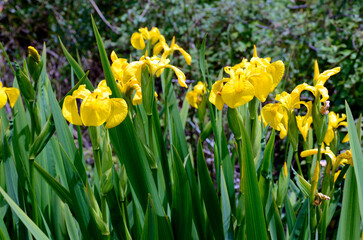 Flowers of the yellow iris (Iris pseudacorus) in a waterlogged a