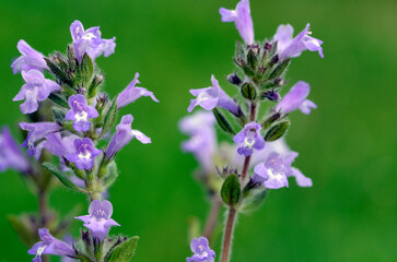 Flowers of the rock thyme (Clinopodium alpinum or Satureja alpina or Acinos alpinus)
