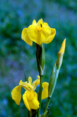 Detail of the flowers of the yellow iris (Iris pseudacorus)