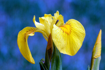 Detail of the flowers of the yellow iris (Iris pseudacorus)