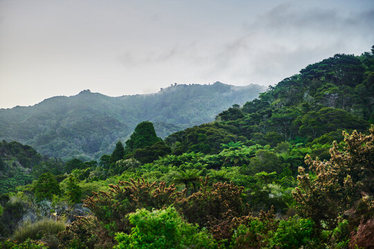 Forest landscape of along the Coastal track of Abel Tasman National Park, South Island, New Zealand