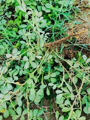 leaves in the garden.