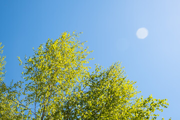 Beautiful spring scene with low angle view of beautiful birch tree in bloom during spring April month with fresh leaves and buds - clear blue sky in background with copy space. Springtime seson