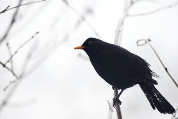 Amsel