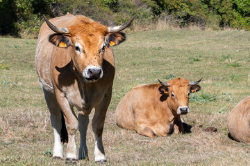 deux belle vaches salers se reposant dans un pâturage proche de la station de ski de super besse dans le puy de dôme et nous regardant surprises