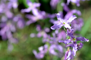 Fototapeta premium The sad stock (Matthiola fruticulosa) is a plant that grows on rocks