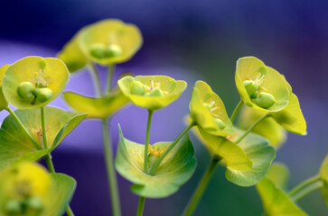 Detail of euphorbia flowers (Euphorbia sp)