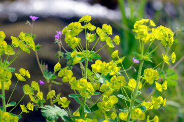 Detail of euphorbia flowers (Euphorbia sp)