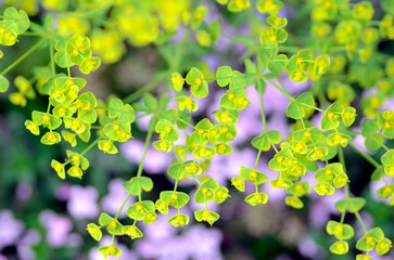 Detail of euphorbia flowers (Euphorbia sp)