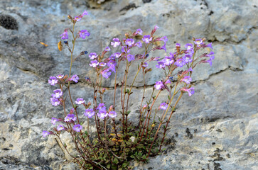 Chaenorhinum origanifolium is a rock plant native to the Iberian Peninsula and the Balearic Islands.