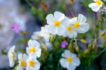 Fototapeta na wymiar Flowers of the white rock-rose (Helianthemum apenninum) in the spring