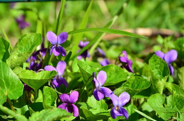  flowers  Viola odorata in early spring close-up