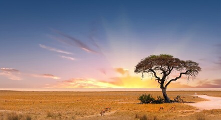 Acacia Tree with Etosha Pan in the distance with a few springbok feeding on the dry yellow african plains - obrazy, fototapety, plakaty