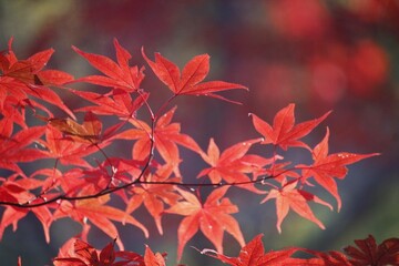 紅葉