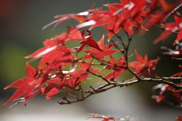 紅葉
