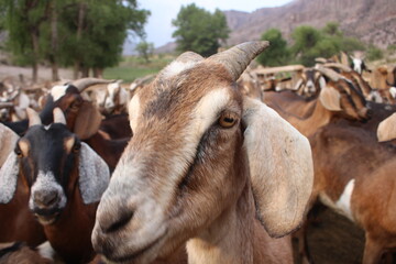 Fields with animals and crops in northwest Argentina