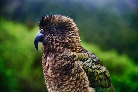 The Kea, an alpine parrot in Fjordland National Park, South Island, New Zealand