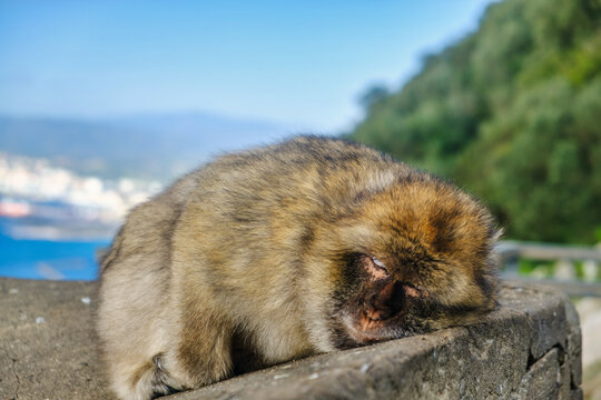 Closeup of a Tranquil Monkey Slumbering in its Natural Habitat