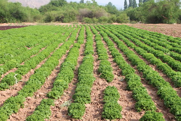 Fototapeta na wymiar Fields with animals and crops in northwest Argentina