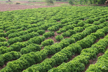 Fields with animals and crops in northwest Argentina